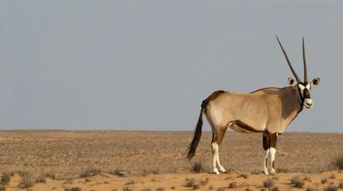 صفات المها العربي وموطنه