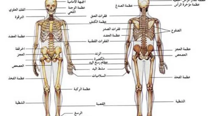 مكونات الجهاز العظمي