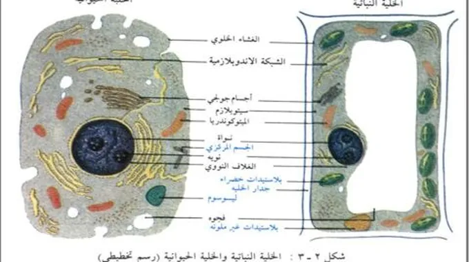 الفرق بين الخلية الحيوانية والنباتية