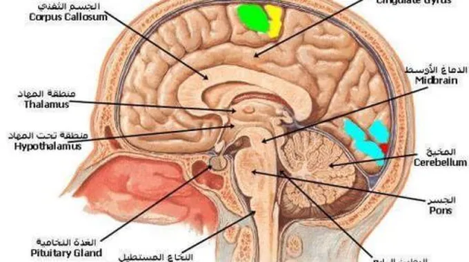 تأثير المواد الكيميائية على الجهاز العصبي