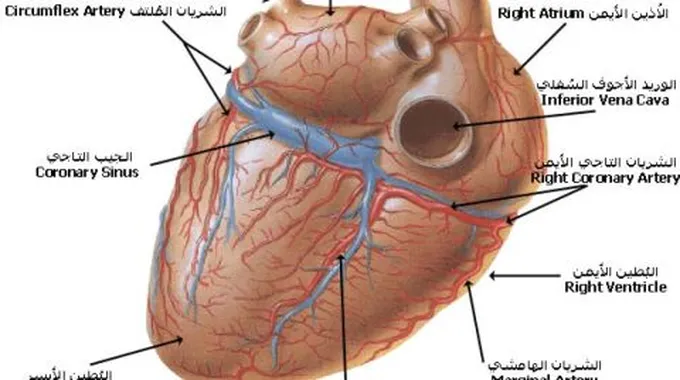 أهمية القلب في جسم الإنسان