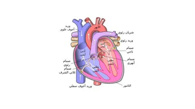 أكبر وريد في جسم الإنسان