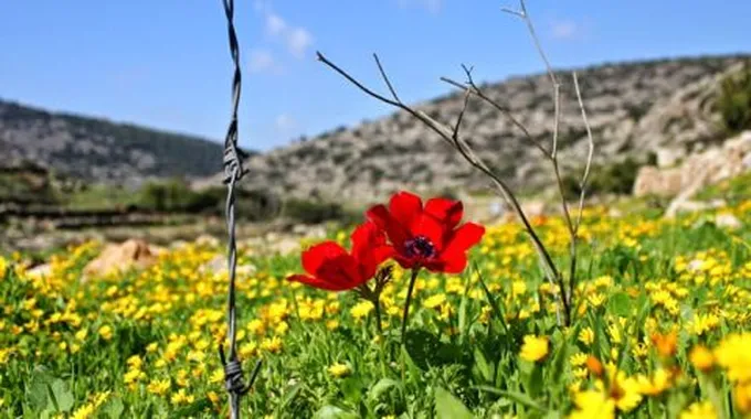 أسماء سهول فلسطين