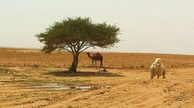 الخصائص الطبيعية للبيئة الصحراوية