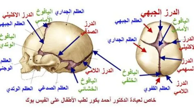 عدد عظام الجمجمة