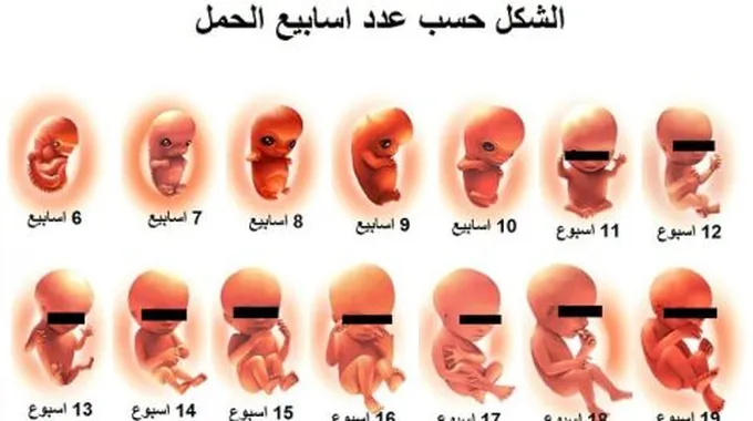 شكل الجنين في الشهر الثالث