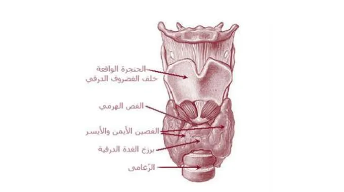 آثار الغدة الدرقية