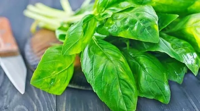 ما فوائد الريحان