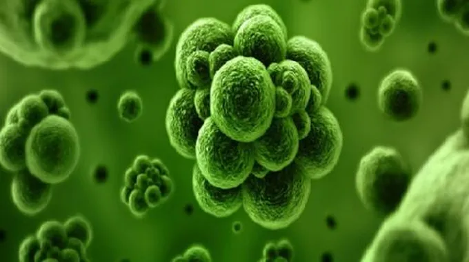 ما هي أعراض بكتيريا القولون