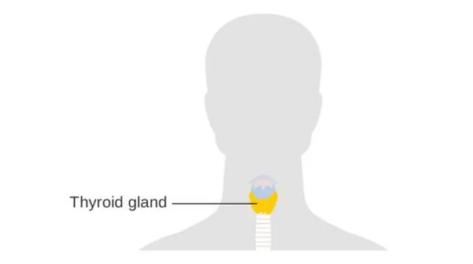 ما عمل الغدة الدرقية