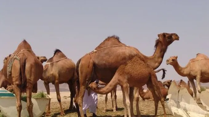 ماذا يسمى صغير الجمل