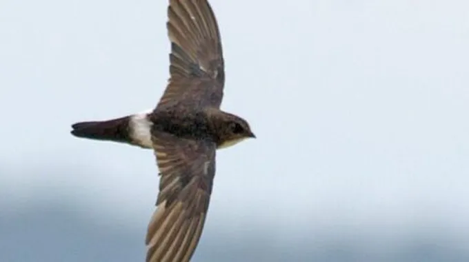 ما هو طير الأبابيل