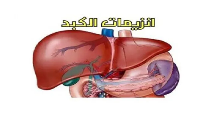 ما هو سبب ارتفاع إنزيمات الكبد