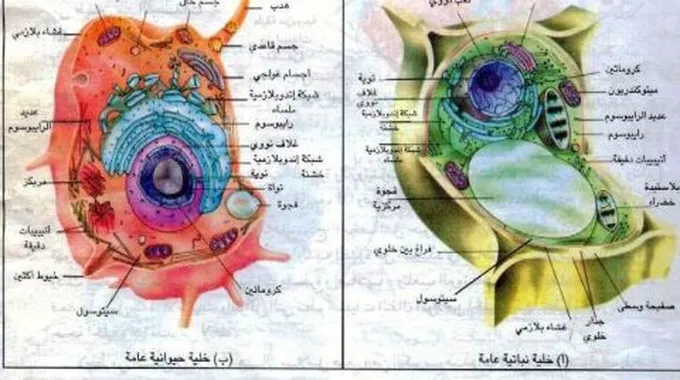 ما الفرق بين الخلية الحيوانية والخلية النباتية