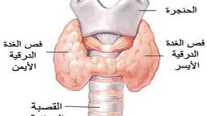 ما هو عمل الغدة الدرقية