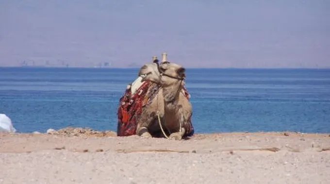 أين تقع طابا