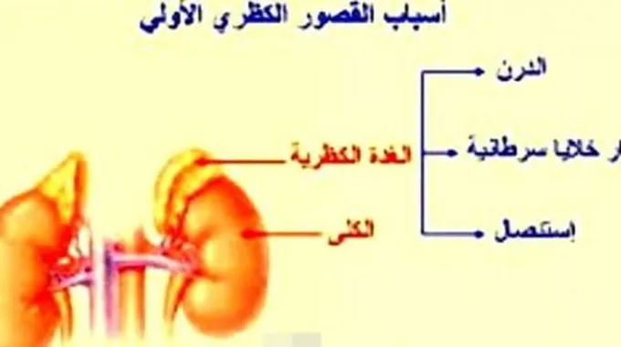 أين توجد الغدة الكظرية