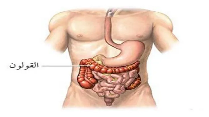 أين القولون في جسم الإنسان