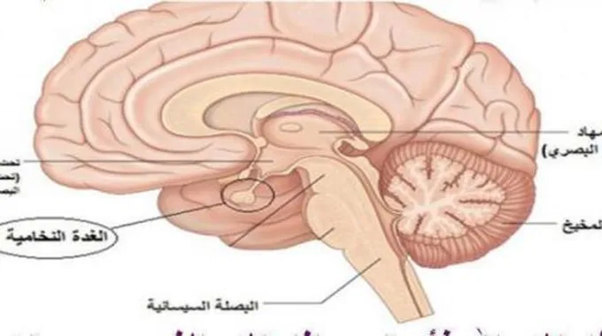 أين توجد الغدة النخامية في جسم الإنسان